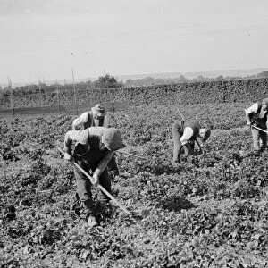 East Malling Research Station open day. Hoeing in the hops. 1937