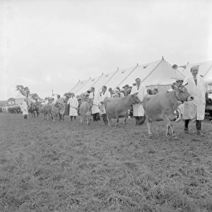 The Edenbridge and Oxted Show - 2 August 1960 The parade of Jersey Cattle headed by C