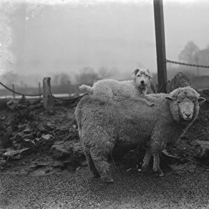 A ewe with her dog friend on her back in West Malling. 1937