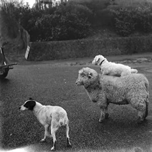 A ewe with a dog on her back in West Malling. 1937