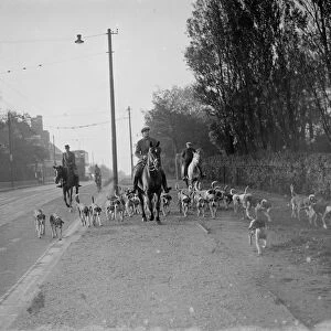 Exercising hounds, Blackheath. 1935
