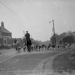 Exercising hounds, Blackheath. 1935