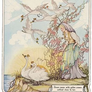 FAIRY TALES - WILD SWANS The eleven wild swans with royal crowns. Illustration by Doreen Baxter