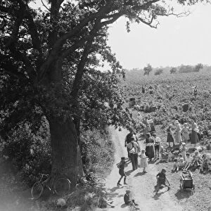 Families out raspberry picking in the fields. 1935
