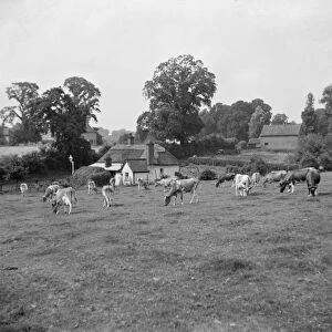 Farm scene near Sidcup bypass, Kent. 1936