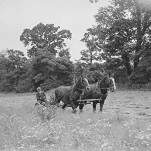 Farm worker with a horse team cutting hay in North Cray, Kent. 1935