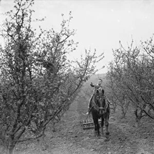 A farmer boy rides on the horse which is pulling the harrows between the fruit trees