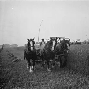 A farmer harvests his fields with his shire horse tethered to Massey Harris Reaper