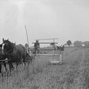A farmer harvests his fields with his shire horse tethered to Massey Harris Reaper