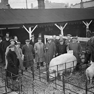 Farmers stand over the pigs at the Dartford Fat Stock show. 1937