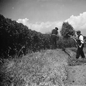 Farmers trim hedges by hand in Wilmington. 1938
