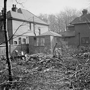 Felled trees in the at the back garden of of No 1 Birchwood Avenue, Beckenham, Kent