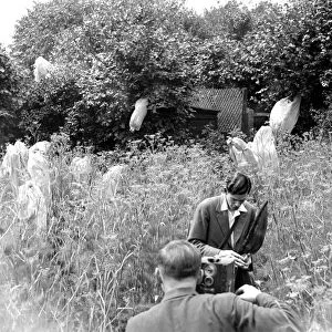 Filming at a butterfly farm. 1933