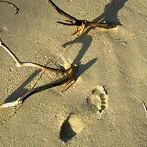 Footprint in the sand on a desert island, such as was seen by Robinson Crusoe
