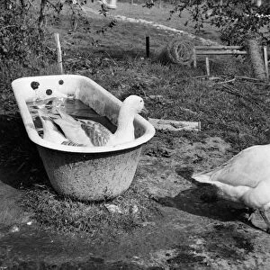 Two Geese have a bath in an old bath tub undated