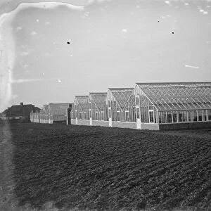 Glass houses at the Horticultural College, Swanley, Kent. 1935