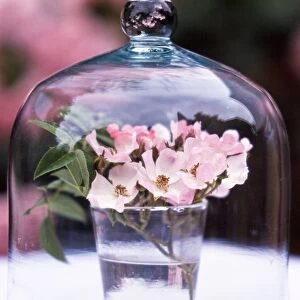 Glass of pink single petalled dog roses displayed under glass dome credit: Marie-Louise
