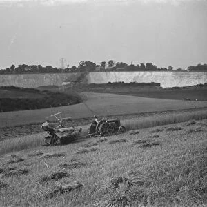 Harvesting wheat. 1937