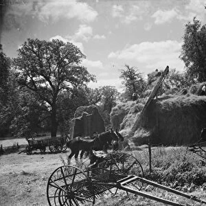 Hay making on the farm at Foots Cray, Kent. 1935