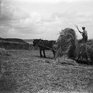 Haymaking in Cadgwith, Cornwall. Horse, cart, farmer, pitchfork. 1933