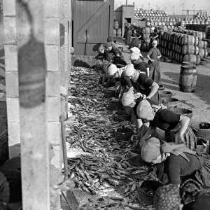 Herring Fishery at Great Yarmouth, Norfolk, England Fisher girls gutting and cleaning