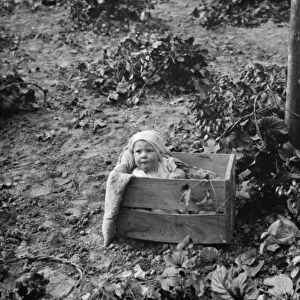 Hop pickers in East Peckham. A baby in a fruit box. 1 September 1938