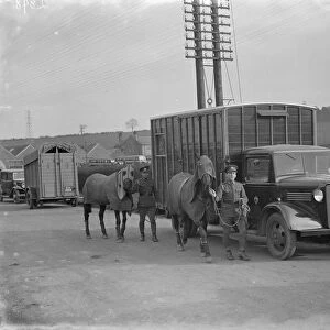 Two horses being led away from a Bedford truck horse box. 1936