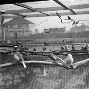 The interior of Mr R G Halls bird aviary at Bexleyheath showing the birds