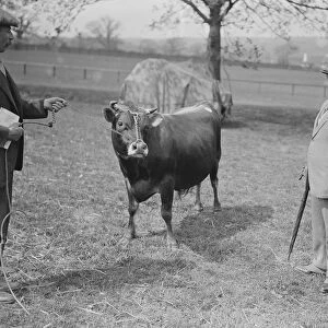 Jersey Cattle Show at Tunbridge Wells Viscount Hardinge with his 2nd prize jersey