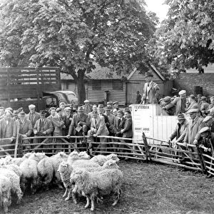 A judge in the Sheep auction ring at Tenterden. 3rd May 1948