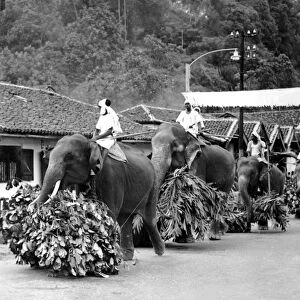 Kandy (Ceylon) Sri Lanka elephants moving with stately tread along the streets leading