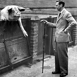 King George VI poses with a large pig, helping to promote the use of swill made