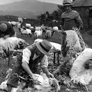 The Lake District - Cumberland farmers shearing sheep