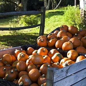 Large pile of pumpkins for sale outside country farm shop for hallowe en credit