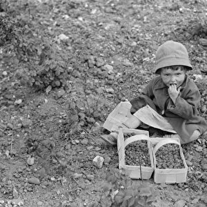 A little girl eats raspberrys in Sidcup. 1935