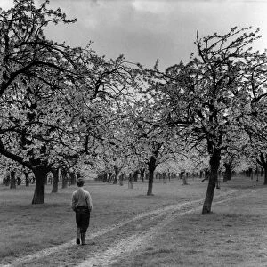 A lone boy walking through a cherry blossom orchard, Kent, England