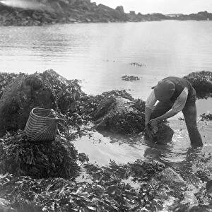 A man looking for ormers or abalone (shellfish) along the seashore in the Channel Islands
