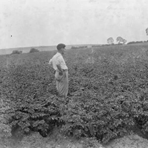 A man looks out over the growing potatoes. 1937