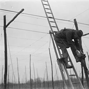 A man stringing the hop poles from his ladder. 1937