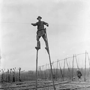 A man uses stilts for the stringing of the hop poles. 1937