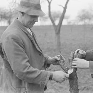 Men grafting apple trees. 1939