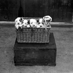 Midland Sealyham Clubs Show at Rugby. A basket full of pups. 21 May 1924