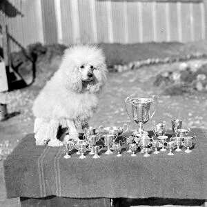 At Miss Lane?s Poodle Kennels, South Lodge, Buchan Hill, Crawley, Sussex Champion