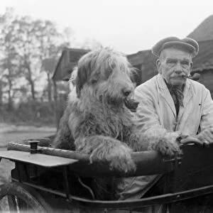 Mr Groombridge and his sheepdog, smoking their pipes, aboard their pony trap. 1936