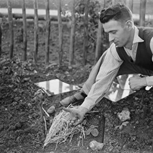 Mrs Burnett picking October strawberries in Gavesend, Kent. 1938