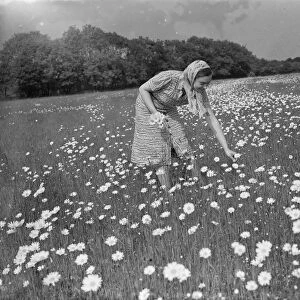 Mrs Muriel Topham junior picking flowers in a field near Meopham, Kent