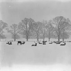 Nature as artist. An artistic winter study in Windsor, Great Park. 15 January 1926