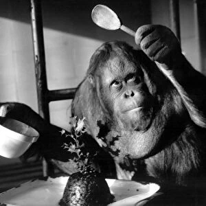 Orang-utang - or Orangutan - makes Christmas pudding