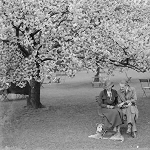 Orchard blossom. 1935