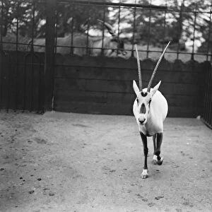 Oryx antelope one of a pair presented to the King by Abdul Aziz Bin Saud, Emir of Arabia